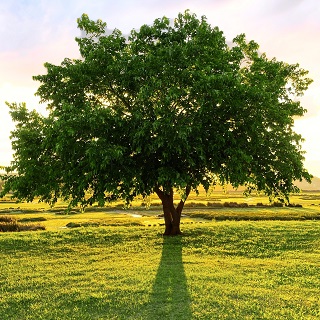 Gedenkbaum von Robert Wagner für Alexander Thudium 